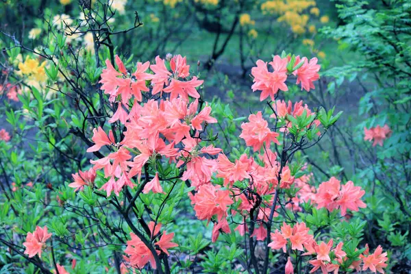 Evergreen Growth Rhododendron Flowering Period — Stock Photo, Image