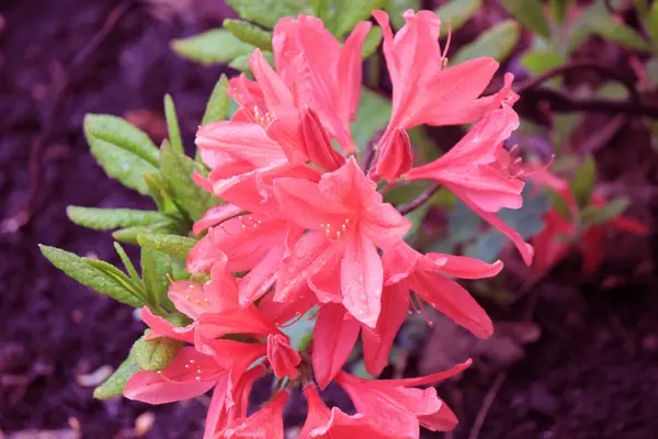 Evergreen Growth Rhododendron Flowering Period — Stock Photo, Image