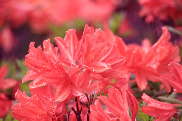 Crescimento Perene Rododendro Durante Período Floração — Fotografia de Stock