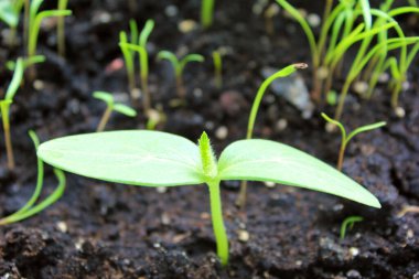 Kara toprağa ekilmiş salatalık tohumları. Bahar.