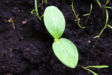 Kara toprağa ekilmiş salatalık tohumları. Bahar.