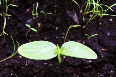 Kara toprağa ekilmiş salatalık tohumları. Bahar.