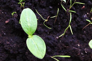 Kara toprağa ekilmiş salatalık tohumları. Bahar.