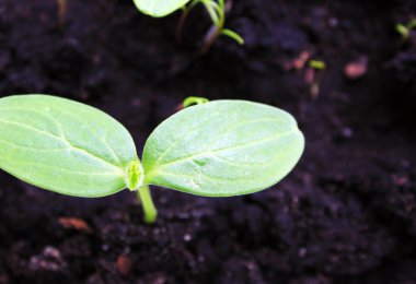 Kara toprağa ekilmiş salatalık tohumları. Bahar.