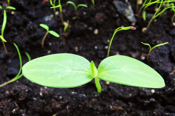 Kara toprağa ekilmiş salatalık tohumları. Bahar.