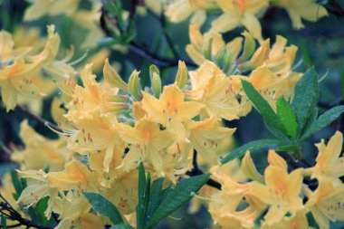 Evergreen büyümesi - rhododendron, çiçeklenme döneminde.