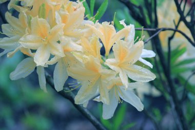 Evergreen büyümesi - rhododendron, çiçeklenme döneminde.