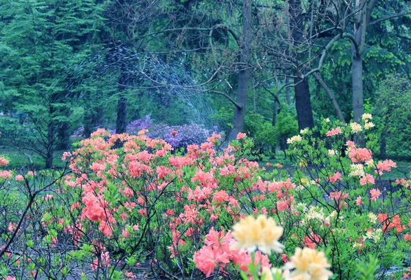 Immergrünes Wachstum Rhododendron Während Der Blütezeit — Stockfoto