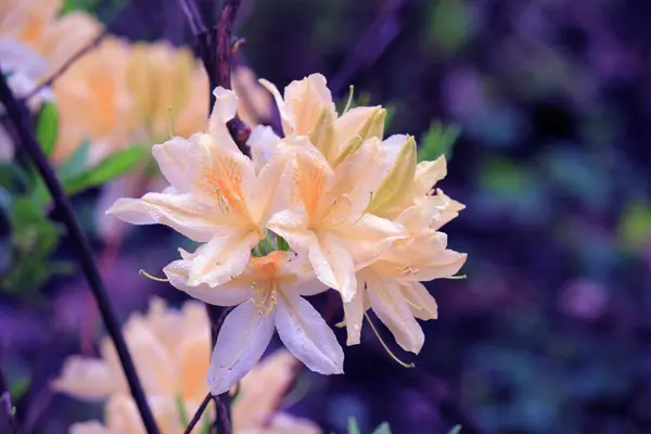 Evergreen Büyümesi Rhododendron Çiçeklenme Döneminde — Stok fotoğraf