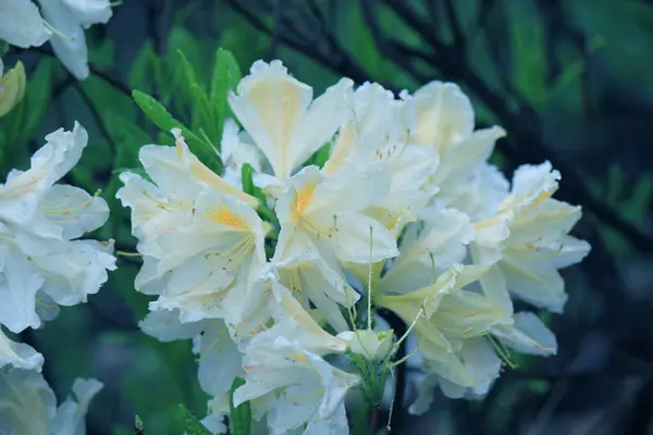 Evergreen Growth Rhododendron Flowering Period — Stock Photo, Image