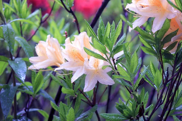Evergreen Tillväxt Rhododendron Blomningsperioden — Stockfoto
