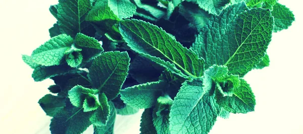 Sekumpulan Daun Mint Segar Menutup — Stok Foto