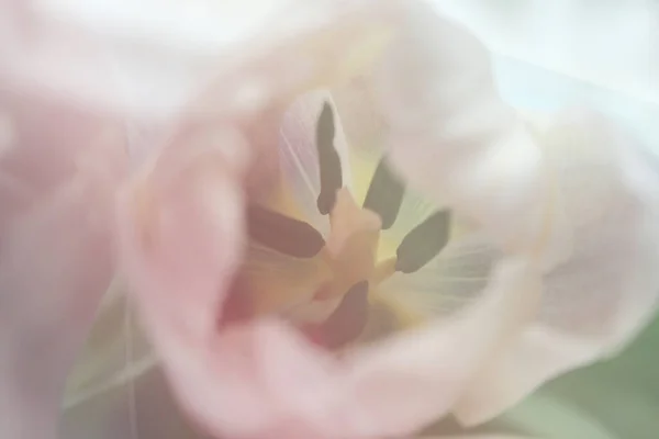 Delicate Lichte Tulpen Zacht Artistiek — Stockfoto