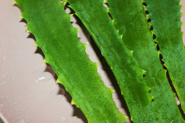 Su damlalı sulu aloe yaprakları