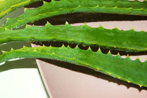 Juicy Aloe Leaves Water Drops — Stock Photo, Image