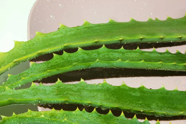 Juicy Aloe Leaves Water Drops — стоковое фото