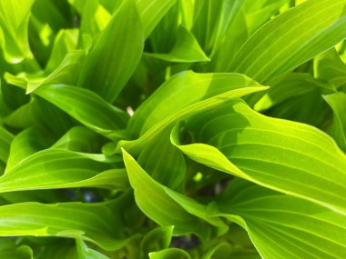 İlkbaharda vadinin sulu yeşil yaprakları