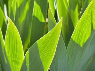 Sulu yeşil lale yaprakları, makro