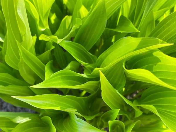 Ζουμερά Πράσινα Φύλλα Κρίνων Της Κοιλάδας Την Άνοιξη — Φωτογραφία Αρχείου