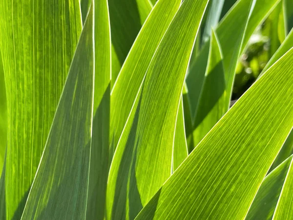 Juicy Green Leaves Tulips Macro — стоковое фото