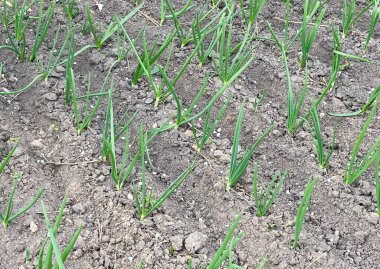 Bahçeye soğan ekiyorum.