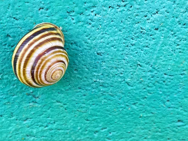 Snail Concrete Curb — Photo