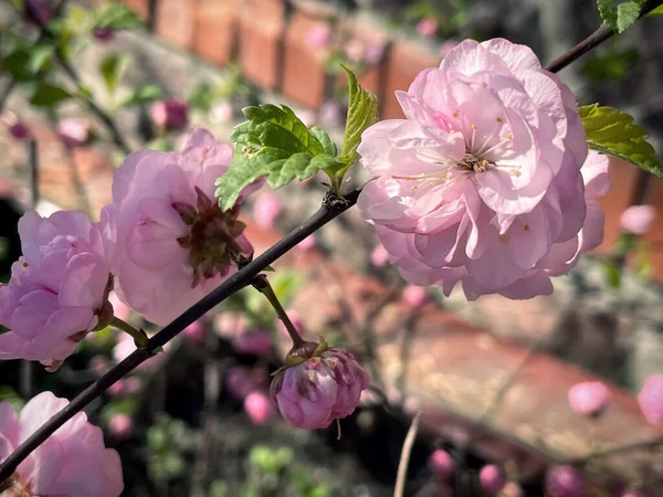 Różowy Sakura Kwiat Ogrodzie — Zdjęcie stockowe