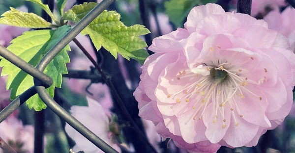 庭のピンクの桜 — ストック写真