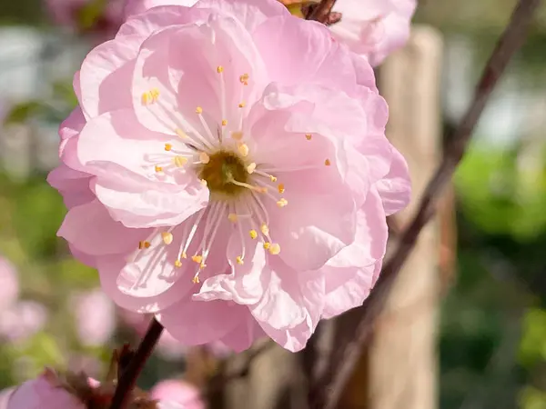 庭のピンクの桜 — ストック写真