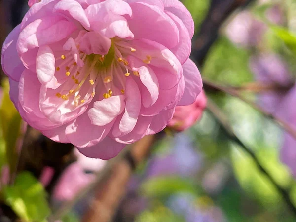 Rosa Sakura Blomma Trädgården — Stockfoto