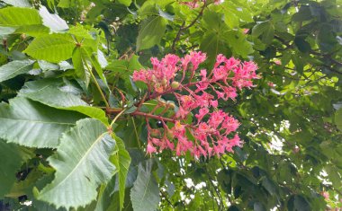 Parkta çiçek açan kestane ağaçları