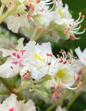 Parkta çiçek açan kestane ağaçları