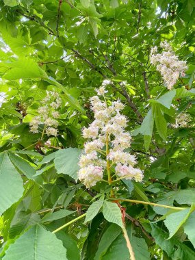 Parkta çiçek açan kestane ağaçları