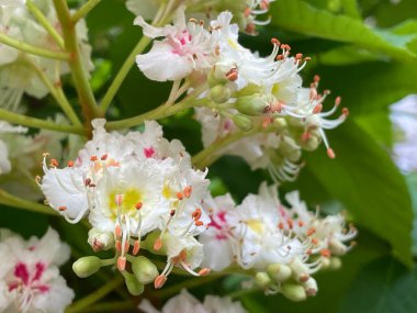 Parkta çiçek açan kestane ağaçları