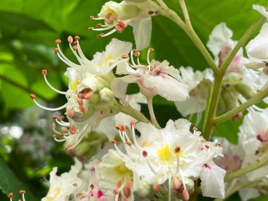 Parkta çiçek açan kestane ağaçları