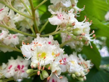 Parkta çiçek açan kestane ağaçları