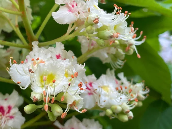Parkta çiçek açan kestane ağaçları