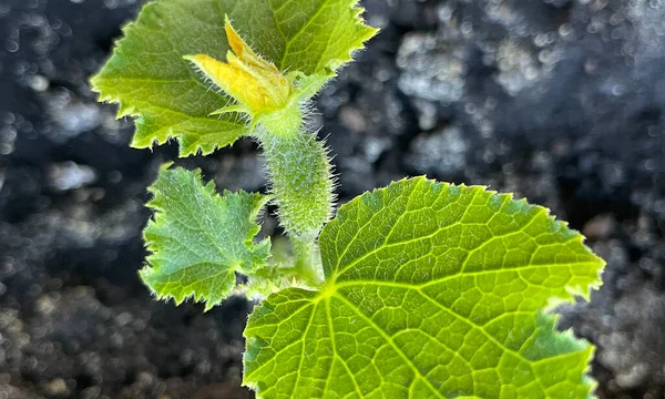 Σπορόφυτα Αγγουριού Πράσινα Φρέσκα Φύλλα — Φωτογραφία Αρχείου