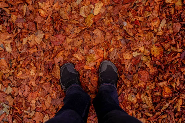 Stopy w czerwonych liściach jesienią w Colle del Melogno, Włochy. — Zdjęcie stockowe