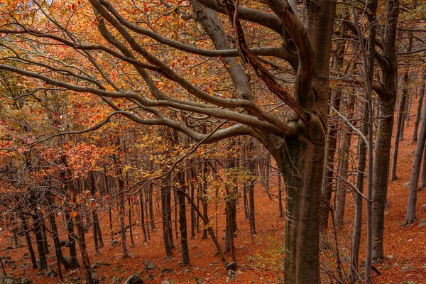 Forêt rouge en automne à Colle del Melogno, Italie. — Photo