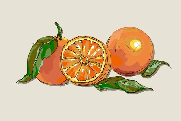 Vector de naranjas maduras frescas con hojas . — Vector de stock