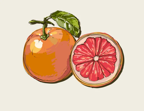 Vector fresh ripe grapefruit with leaves. — Stock Vector