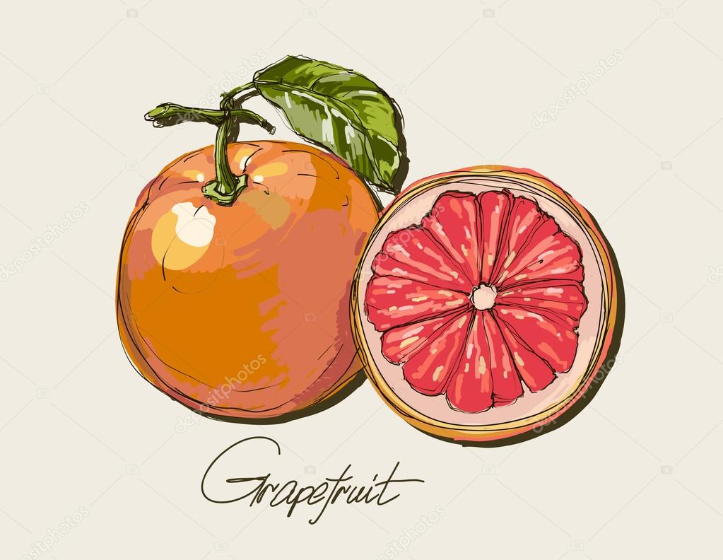 Vector fresh ripe grapefruit with leaves.
