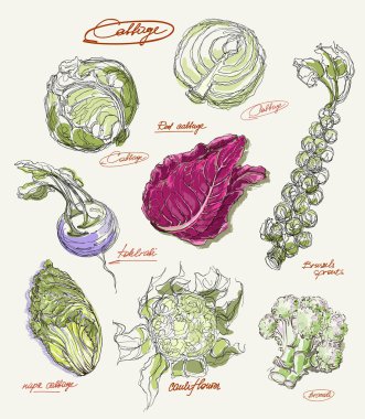 vektör çizim lahana kümesi