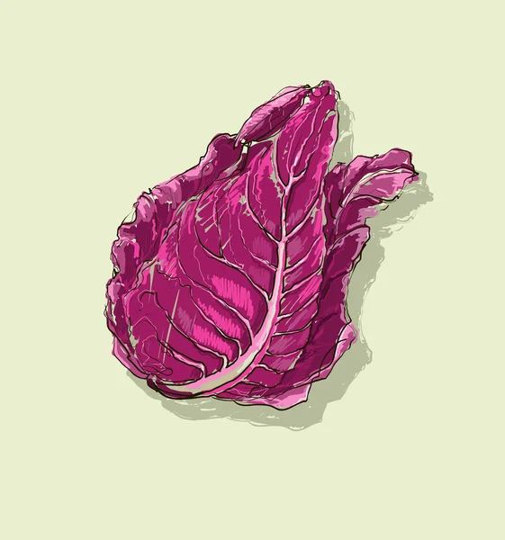 Векторный ручной рисунок красной капусты — стоковый вектор