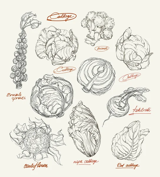 Desenho vetorial de conjunto de repolho — Vetor de Stock
