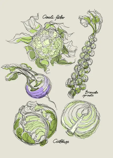 Vector drawing of cabbage set — Stock Illustration Vector drawing of cabbage set Vector Graphics