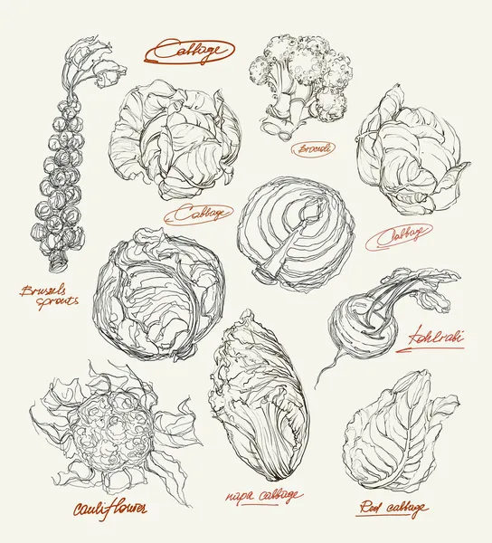 Vector drawing of cabbage set — Stock Illustration Vector drawing of cabbage set Royalty Free Stock Vectors