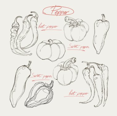Vector hand drawing red hot and sweet peppers clipart