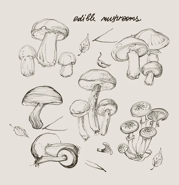 Dessin vectoriel à la main un ensemble de champignons — Image vectorielle